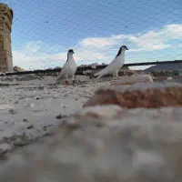 یک جفت گل سر ترو تمیز