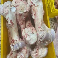 قلم گوساله