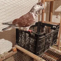 سرخ و سفید و قلمکار کبوتر|پرنده|علیآباد کتول, |دیوار