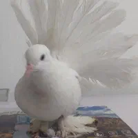 کبوتر دم چتری سفید نر اصل|پرنده|جم, |دیوار