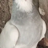 فروش نعدادی کبوتر طوقی