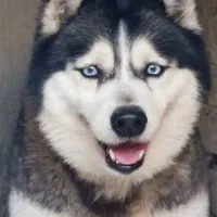 توله سگ هاسکی