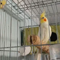 طوطی عروس هلندی|پرنده|قزوین, |دیوار