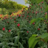 گل گاو زبان طبیعی از مراتع بکر کیاسر