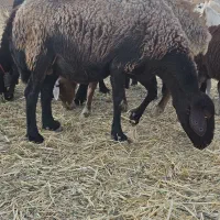 میش شیشک قوچ بره