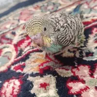 جوجه مرغ عشق رنگ خاص و کمیاب