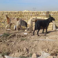 سگ ماده بلک|سگ|جوادآباد, |دیوار