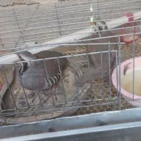 بلدرچین|پرنده|سیب و سوران, |دیوار