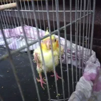 جوجه عروس هلندی ۲ماه دونخور