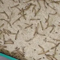 فروش میلورم و سوپر میلورم زنده