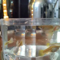 گوپی و پرت|ماهی|مشهد, نیروی هوایی|دیوار