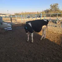 یک راس جوانه ۳۰۰ کیلویی|حیوانات مزرعه|چناران, |دیوار