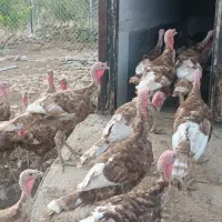 بوقلمون محلی گوشتی