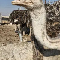 شترمرغ|حیوانات مزرعه|آبگرم, |دیوار