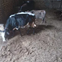 گوساله نرو ماده