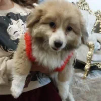 سگ میکس پامر خرسی و شی هوا هوا|سگ|اصفهان, ملکشهر|دیوار