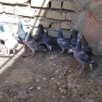 کبوتر پلاکی|پرنده|مرودشت, فرهنگ|دیوار