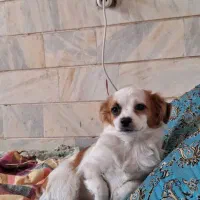 یک سگ ۶ماه  ماده. اشپیز. دستی  رام رام