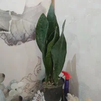 گلهای آپارتمانی ،کروتون، پرنده بهشتی،سیکاس|گل و گیاه طبیعی|اصفهان, پروین|دیوار