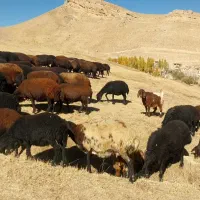 فروش گوسفند ۴۷عدد|حیوانات مزرعه|انگوران, |دیوار