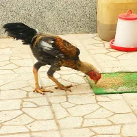 مرغ و خروس|حیوانات مزرعه|بندرلنگه, |دیوار