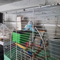 مرغ عشق  یک جفت خوش رنگ وخوش صدا