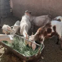 بز شیر