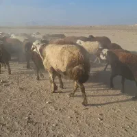 فروش قوچ پلنگی|حیوانات مزرعه|خنداب, |دیوار