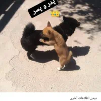 واگذاری سگ پاکوتاه|سگ|سراب, |دیوار