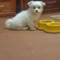 سگ شیتزو|سگ|بناب, |دیوار