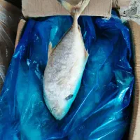 فروش انواع ماهی و میگو منجمد دریایی|خوردنی و آشامیدنی|دزفول, |دیوار