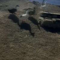 سه عدر اردک کرچ شده به شرط تخم