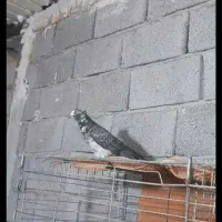 سلام این کفتر باخ رفته قاره نر ۵ تیز