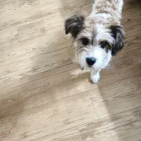 پودل تریر سفید قهوه ای|سگ|قزوین, |دیوار