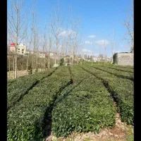 فروش زمین‌ مسکونی