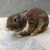 خرگوش نر