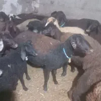 بره  شیشک|حیوانات مزرعه|زنجانرود, |دیوار