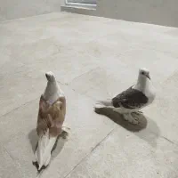 کفتر|پرنده|قم, شهر قائم|دیوار