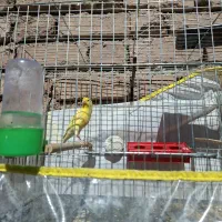 قناری نر دهن سقا