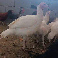 بوقلمون بیوتی