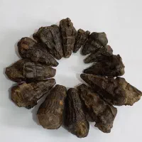 فروش ۱۴ عدد عرج (فسیل) زیبا|کلکسیون اشیاء عتیقه|خرم‌آباد, |دیوار