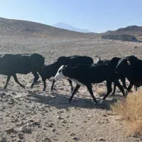 گاو نر و ماده ۵  عدد