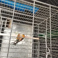 سهره نشوندار و سهره قناری دهن دار عربده کش|پرنده|ری, دولت‌آباد|دیوار