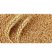 بذرگندم احسان بوجارشده