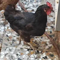 مرغ محلی تخم گزار