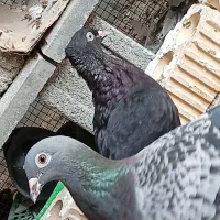 کبوتر آبادانی|پرنده|بوشهر, |دیوار