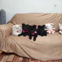 دوعدد توله  ماده ژرمن بلک شولاین