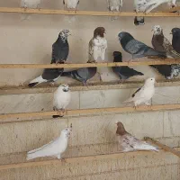 کفتر  تیرماهی یکجا  بشرط|پرنده|پاکدشت, پارچین|دیوار