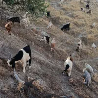 بز و کهره نر به تعداد ۱۰۰ الی ۱۵۰