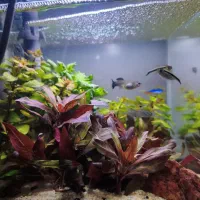 آکواریوم شیشه سوپر کلیر 100 درصد گیاهی طبیعی